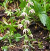 kruštík podhorský <i>(Epipactis leutei)</i> / Habitus