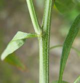 trýzel tvrdý <i>(Erysimum durum)</i> / Stonek