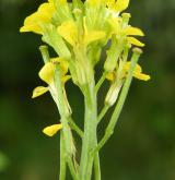 trýzel tvrdý <i>(Erysimum durum)</i> / Květ/Květenství