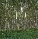 bříza bělokorá <i>(Betula pendula)</i> / Porost