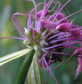 česnek kýlnatý <i>(Allium carinatum)</i> / Květ/Květenství