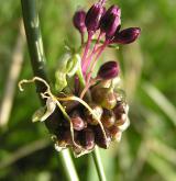 česnek viničný <i>(Allium vineale)</i> / Ostatní