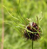 česnek viničný <i>(Allium vineale)</i> / Ostatní