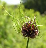 česnek viničný <i>(Allium vineale)</i> / Ostatní