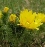 hlaváček jarní <i>(Adonis vernalis)</i> / Habitus