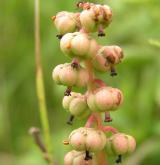 hruštička menší <i>(Pyrola minor)</i> / Plod