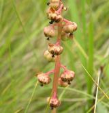 hruštička menší <i>(Pyrola minor)</i> / Plod