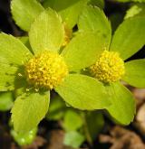 hvězdnatec zubatý <i>(Hacquetia epipactis)</i> / Květ/Květenství