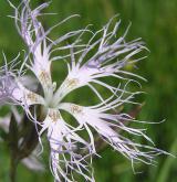 hvozdík pyšný <i>(Dianthus superbus)</i> / Květ/Květenství