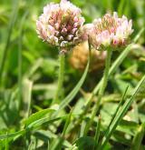 jetel jahodnatý <i>(Trifolium fragiferum)</i> / Květ/Květenství