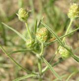 jitrocel písečný <i>(Plantago arenaria)</i> / Květ/Květenství