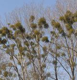 jmelí bílé <i>(Viscum album)</i> / Porost