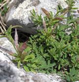 kručinka chlupatá <i>(Genista pilosa)</i> / Habitus