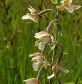 kruštík bahenní <i>(Epipactis palustris)</i> / Květ/Květenství