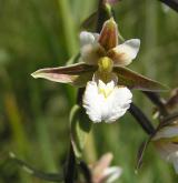 kruštík bahenní <i>(Epipactis palustris)</i> / Květ/Květenství