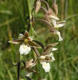 kruštík bahenní <i>(Epipactis palustris)</i> / Květ/Květenství