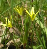 křivatec rolní <i>(Gagea villosa)</i> / Habitus