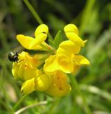 štírovník růžkatý <i>(Lotus corniculatus)</i> / Květ/Květenství