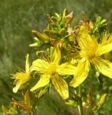 třezalka tečkovaná <i>(Hypericum perforatum)</i> / Květ/Květenství