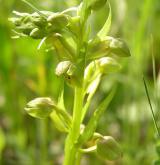 vemeníček zelený <i>(Coeloglossum viride)</i> / Květ/Květenství