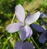 violka srstnatá <i>(Viola hirta)</i> / Květ/Květenství