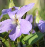 violka srstnatá <i>(Viola hirta)</i> / Květ/Květenství