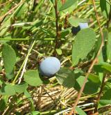 brusnice bahenní <i>(Vaccinium uliginosum)</i> / Plod