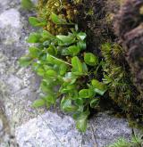 vrba bylinná <i>(Salix herbacea)</i> / Habitus