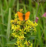 zlatobýl obecný <i>(Solidago virgaurea)</i> / Květ/Květenství