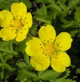 mochna plazivá <i>(Potentilla reptans)</i> / Květ/Květenství