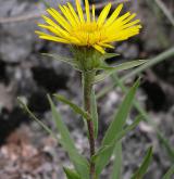 oman mečolistý <i>(Inula ensifolia)</i> / Habitus