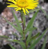 oman mečolistý <i>(Inula ensifolia)</i> / Habitus