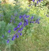 oměj šalamounek <i>(Aconitum plicatum)</i> / Habitus