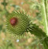 ostropes trubil <i>(Onopordum acanthium)</i> / Květ/Květenství