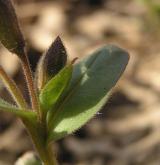 plícník tmavý <i>(Pulmonaria obscura)</i> / List