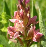 prstnatec bezový <i>(Dactylorhiza sambucina)</i> / Květ/Květenství