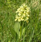prstnatec bezový <i>(Dactylorhiza sambucina)</i> / Habitus