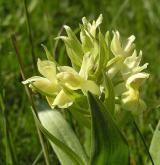 prstnatec bezový <i>(Dactylorhiza sambucina)</i> / Květ/Květenství