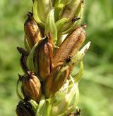 prstnatec pleťový <i>(Dactylorhiza incarnata)</i> / Plod