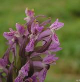 prstnatec pleťový <i>(Dactylorhiza incarnata)</i> / Květ/Květenství