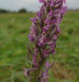 prstnatec pleťový <i>(Dactylorhiza incarnata)</i> / Květ/Květenství
