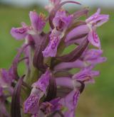 prstnatec pleťový <i>(Dactylorhiza incarnata)</i> / Květ/Květenství