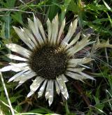 pupava bezlodyžná <i>(Carlina acaulis)</i> / Květ/Květenství