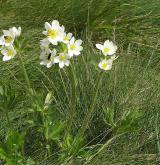 sasanka narcisokvětá <i>(Anemone narcissiflora)</i>