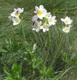 sasanka narcisokvětá <i>(Anemone narcissiflora)</i> / Habitus