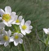 sasanka narcisokvětá <i>(Anemone narcissiflora)</i> / Květ/Květenství