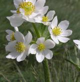 sasanka narcisokvětá <i>(Anemone narcissiflora)</i> / Květ/Květenství