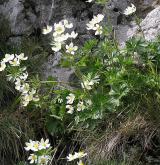 sasanka narcisokvětá <i>(Anemone narcissiflora)</i>