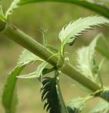 rozrazil dlouholistý <i>(Pseudolysimachion maritimum)</i> / Stonek