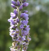 rozrazil dlouholistý <i>(Pseudolysimachion maritimum)</i> / Květ/Květenství